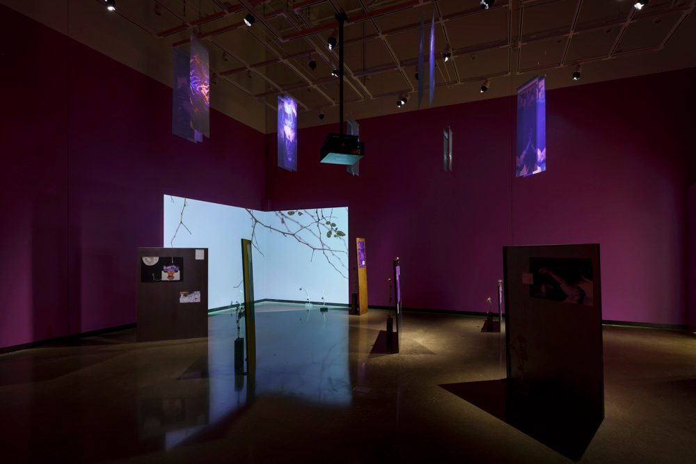 Spotlights shine on images of various sizes posted to a grouping of freestanding, gray panels along the floor and on purple fabric banners suspended from the ceiling. A single video channel projects branches against a light blue sky on the back corner wall.