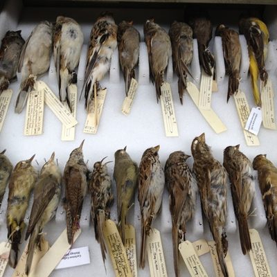 bird specimens in a drawer