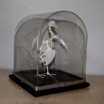 Pigeon skeleton