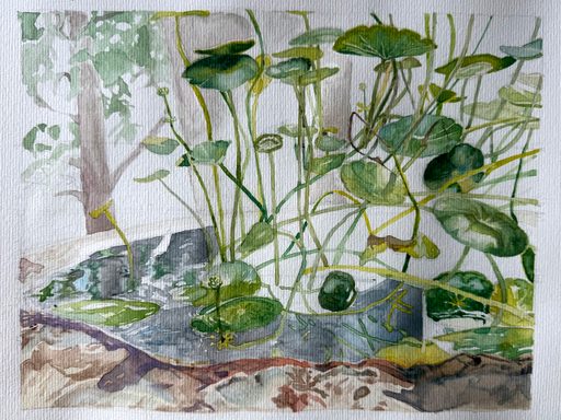 Watercolor painting of water lilies on textured paper