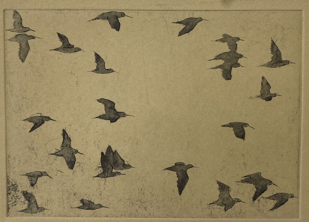 Intaglio print of phalaropes in flight
