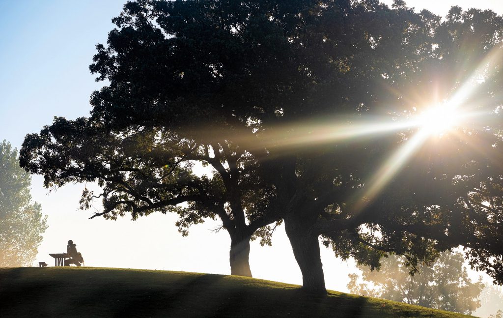 tree on a hill with a shining light