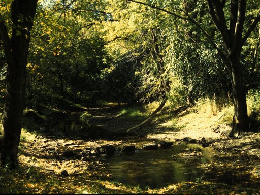 stream in forest