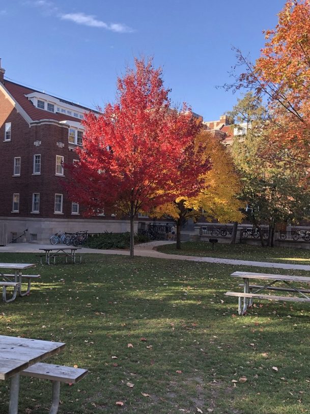 A Tree in the fall.