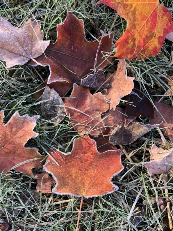 A Frozen Leaf