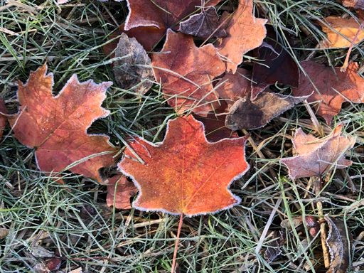 A Frozen Leaf