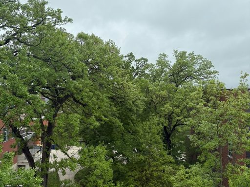 Trees